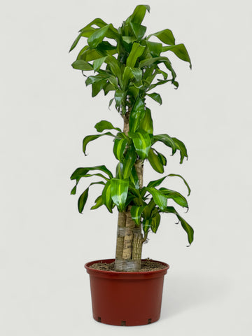 Dracaena