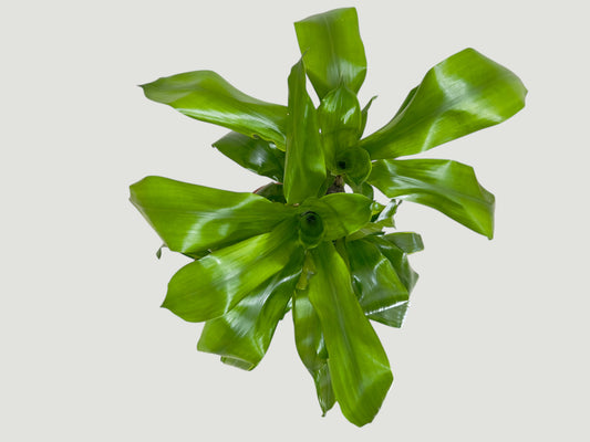 Dracaena