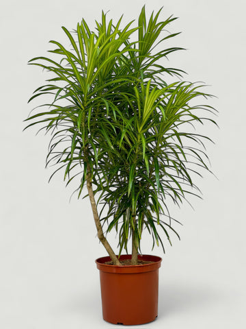 Dracaena Anita