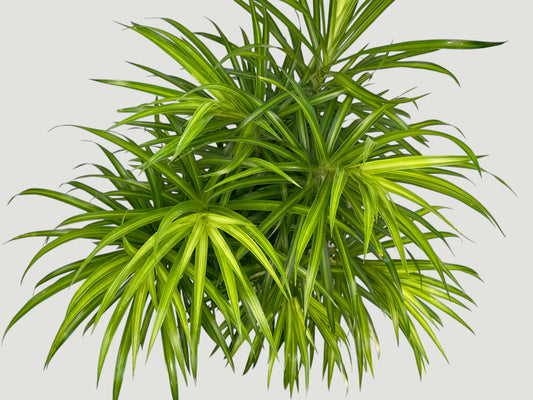 Dracaena Anita