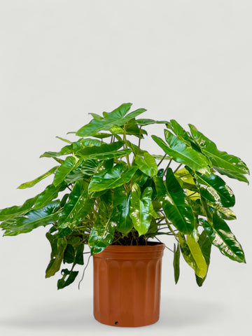 Philodendron Burle Marx Variegata