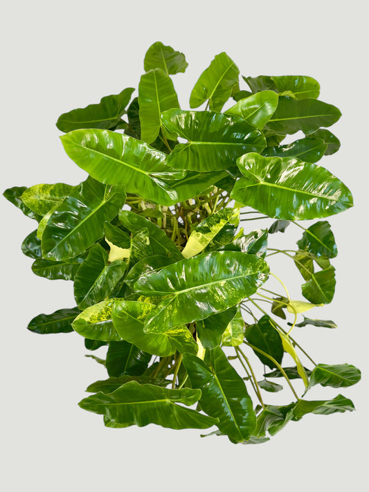 Philodendron Burle Marx Variegata