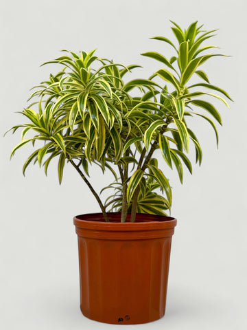 Dracaena reflexa Variegata