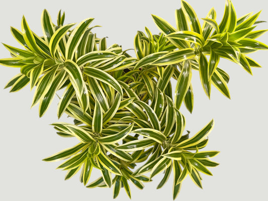 Dracaena reflexa Variegata