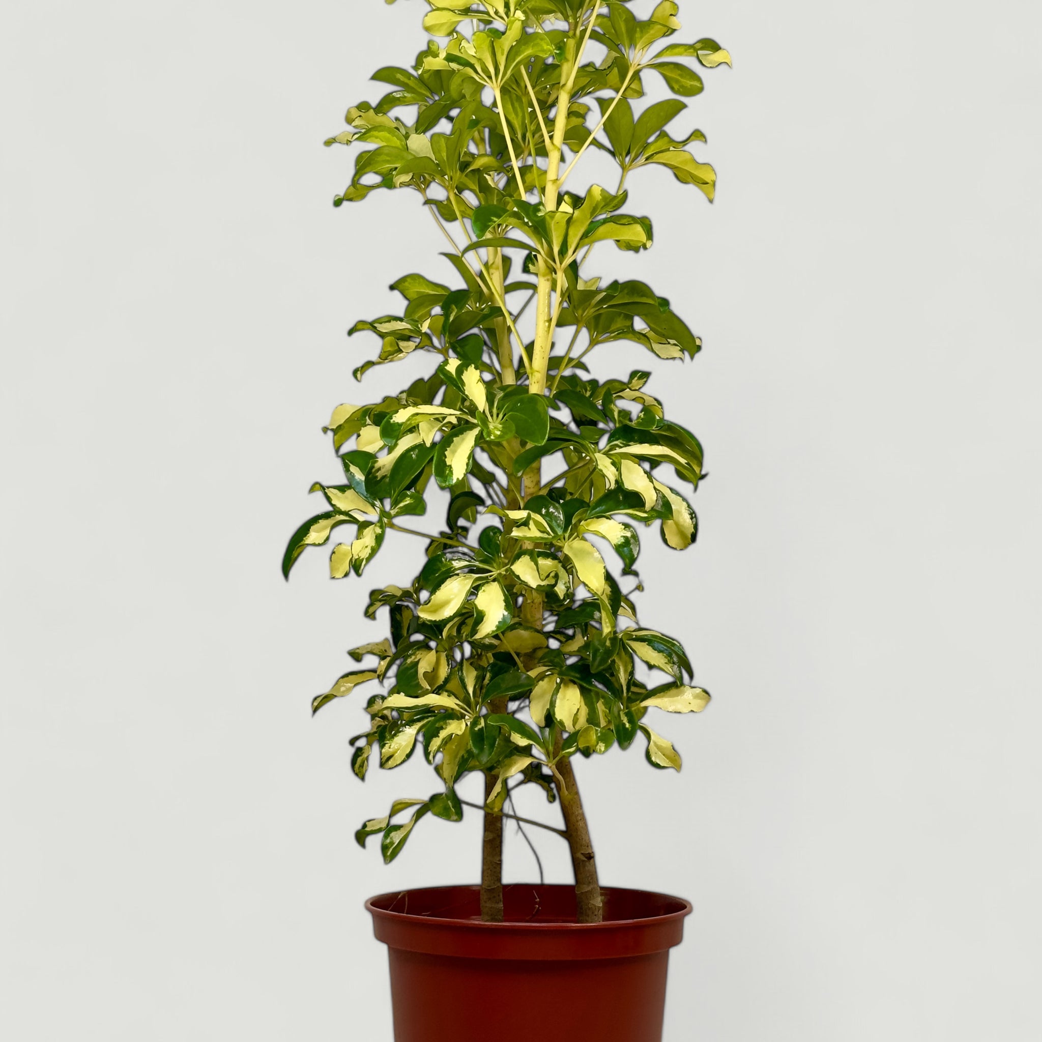 Schefflera Matizada