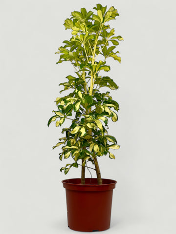 Schefflera Matizada