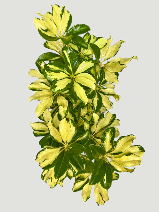 Schefflera Matizada