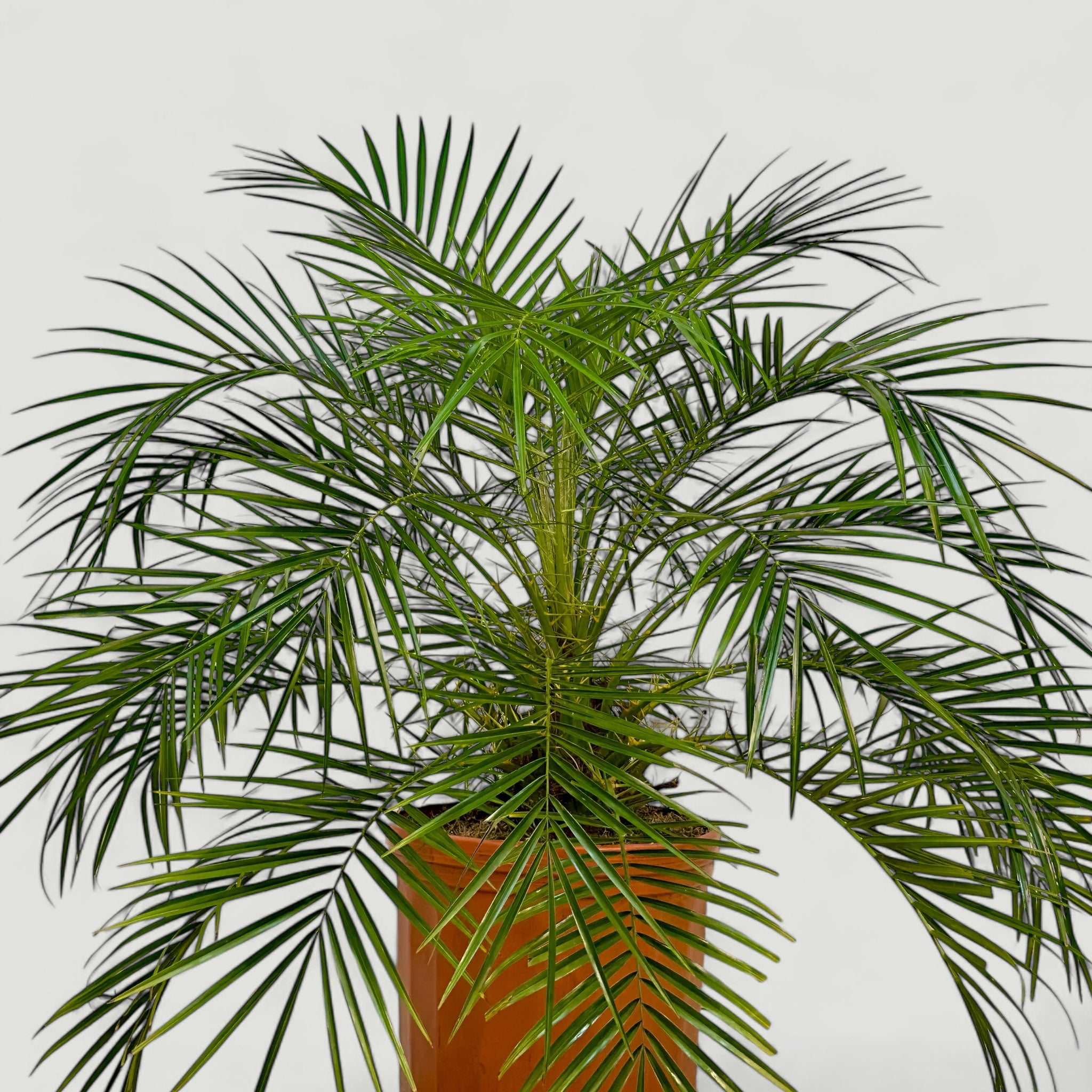 Palma Robelina
