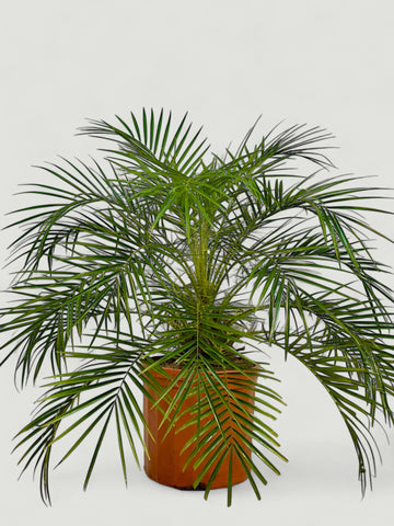 Palma Robelina