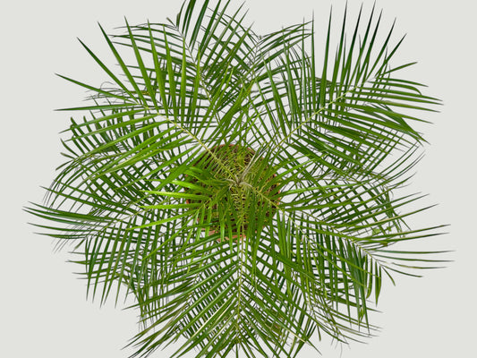 Palma Robelina