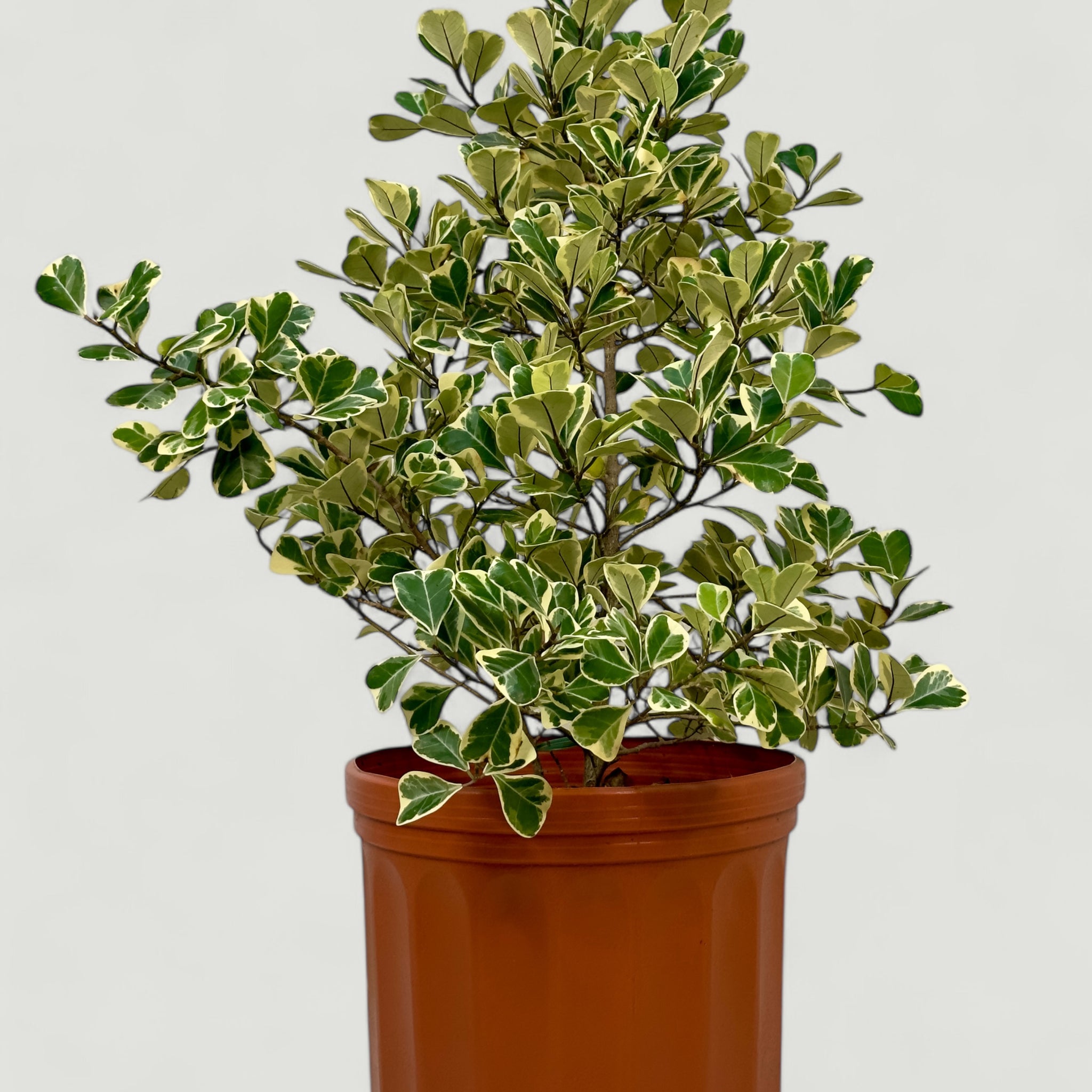 Ficus triangularis Variegata