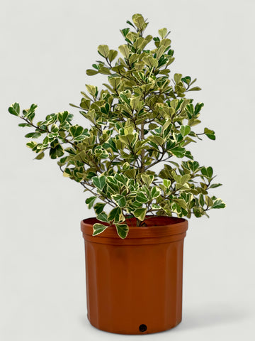 Ficus triangularis Variegata