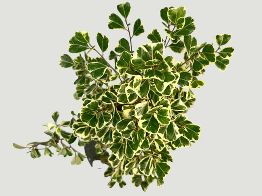 Ficus triangularis Variegata