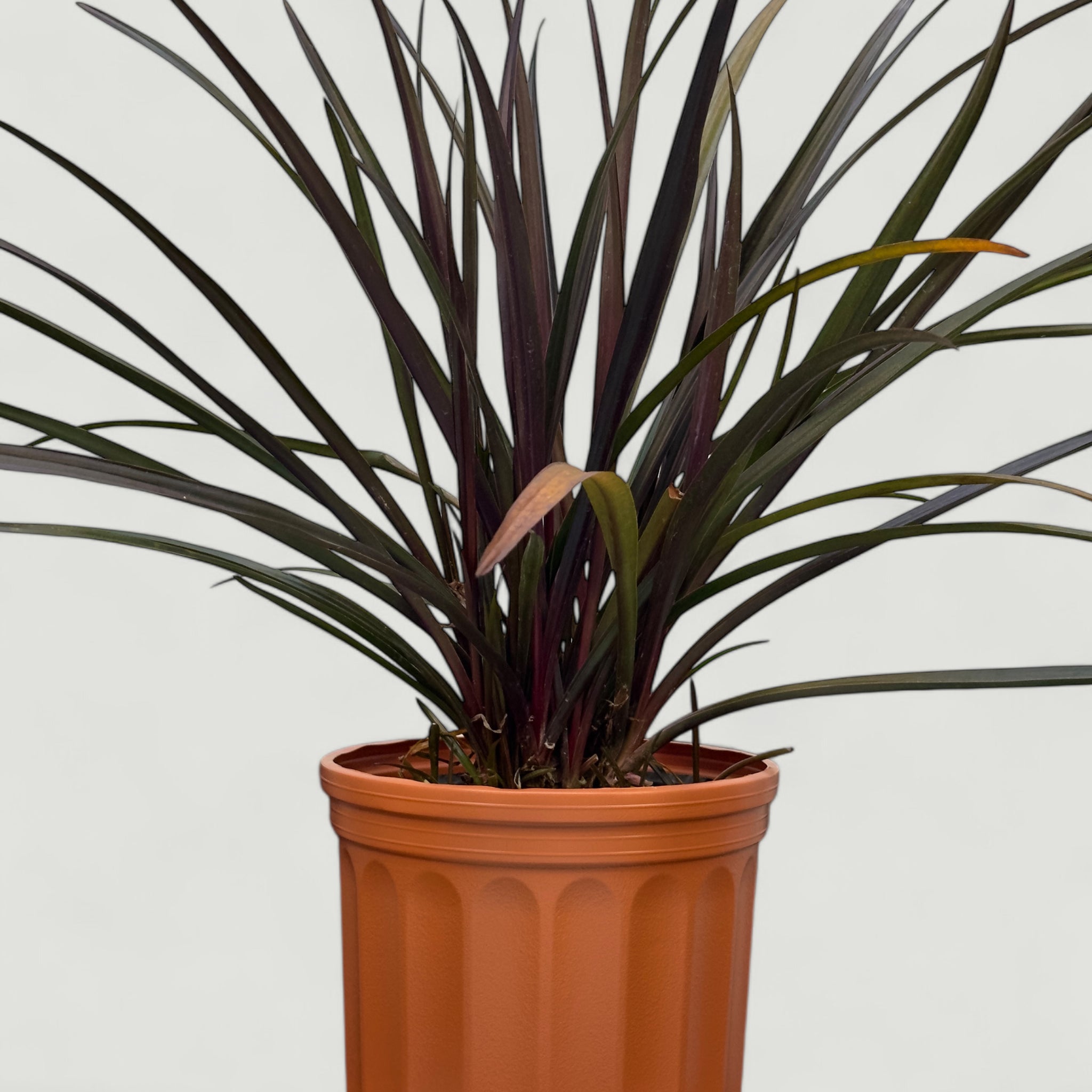 Lirio crinum enano