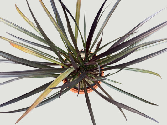Lirio crinum enano