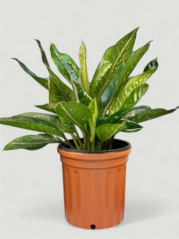 Aglaonema Red Vein