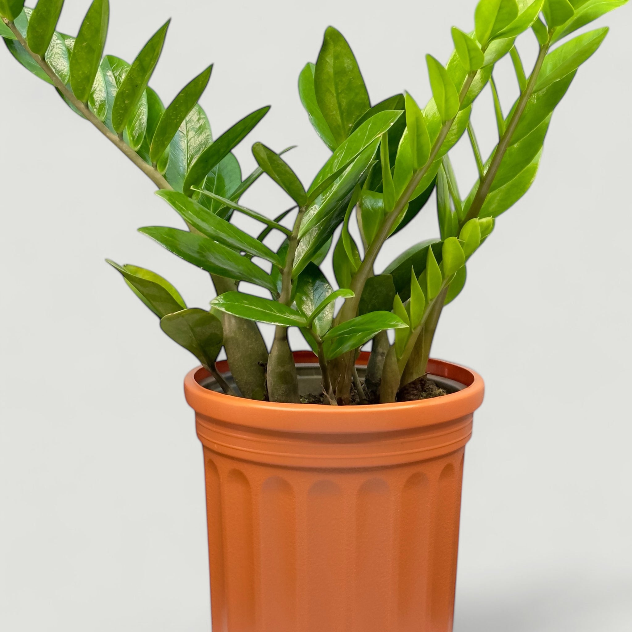 Zamia
