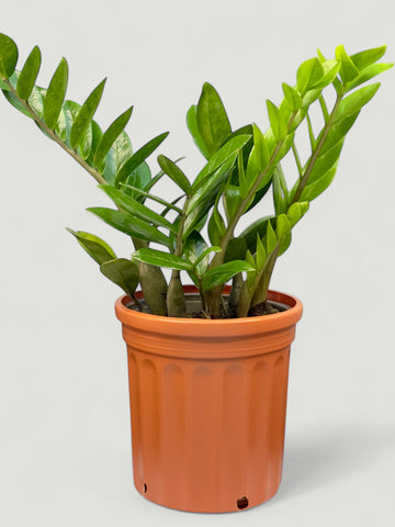 Zamia