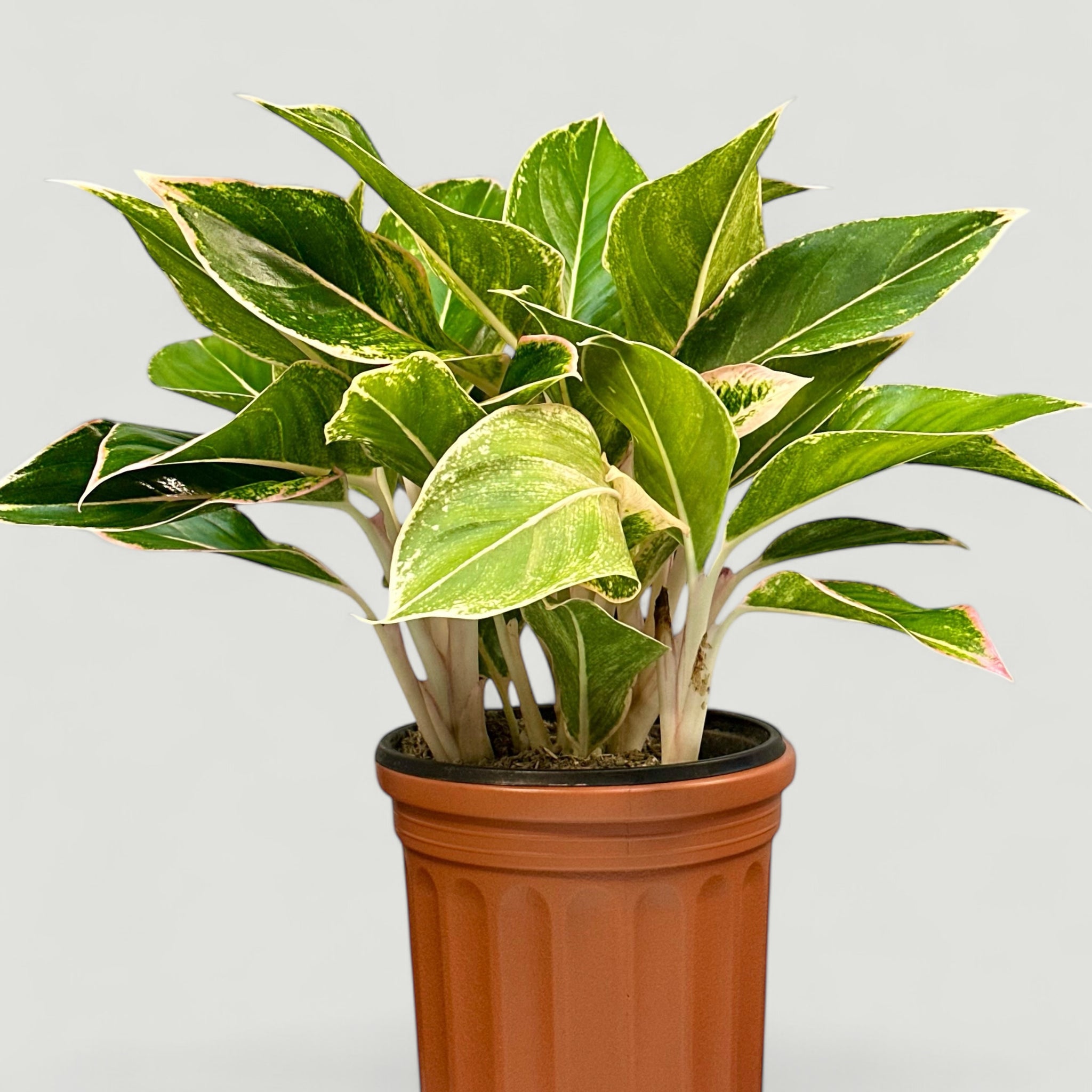 Aglaonema P