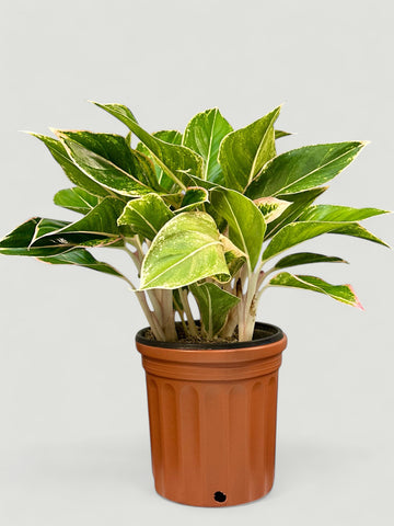 Aglaonema P